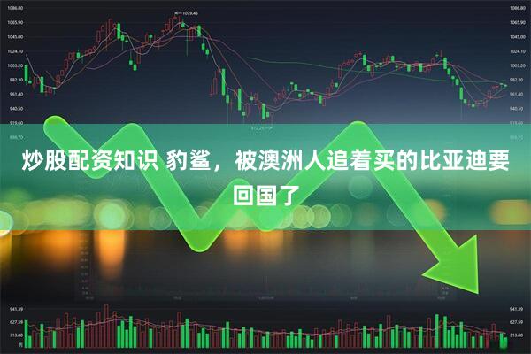炒股配资知识 豹鲨,被澳洲人追着买的比亚迪要回国了